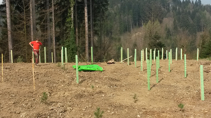 Bestandesbegründung